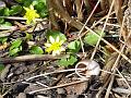 2008-0307_1340_Celandine_11,3_C